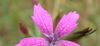 picture of pink flower
