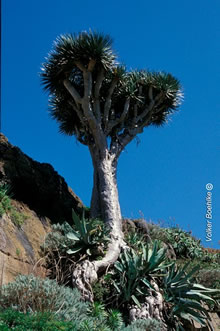 spiky draco tree against blue sky