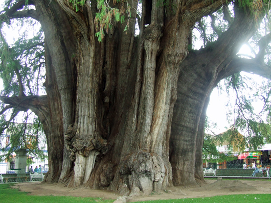 trunk of giant cypress tree in town square