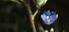 small blue flower against dark background