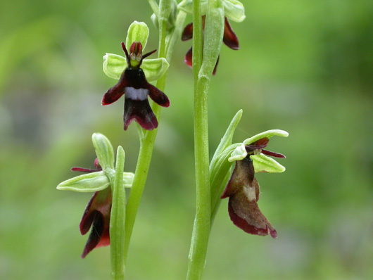 close up of fly orchid