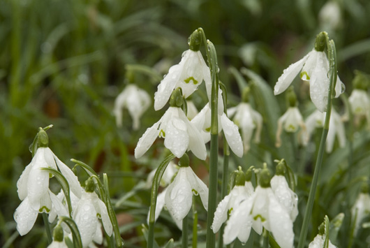 snowdrop with delicate white dropping flowers