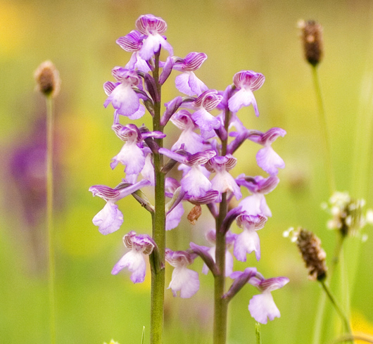close up of green-winged orchid