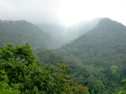 view over misty forest