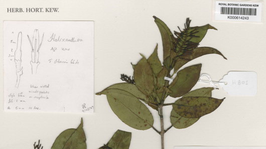 kew herbarium specimen of new mistletoe from mozambique
