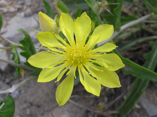 picture of unusual golden yellow flowers