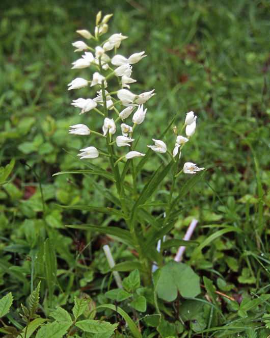 Orchid with white flowers growing in grass