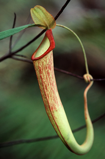 large pitcher plant from cambodia