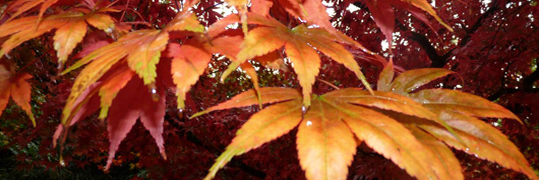 maple in autumn colour by mike petty