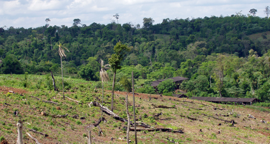deforestation by dan ryan