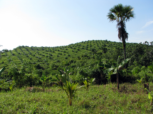 palm oil plantation in philippines