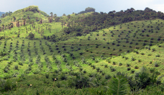 Palm oil plantation by Dario Novellino