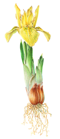 Painting of a yellow Iris
