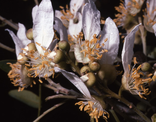 close up of white flowers of cyathostegia