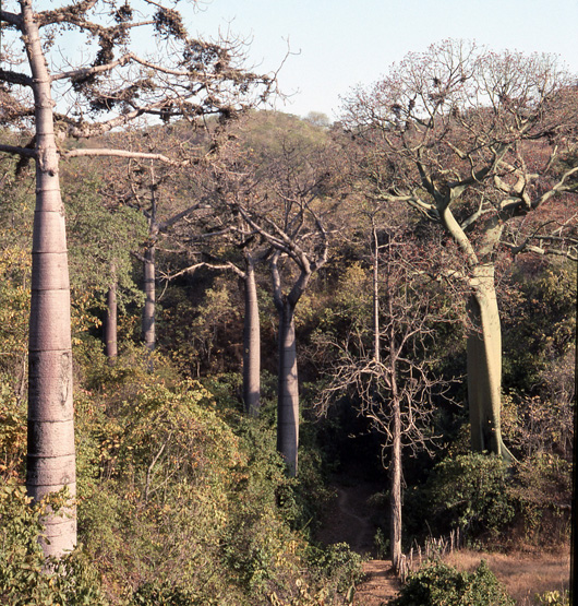 large trees on hillside in the andes