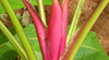 red banana flower