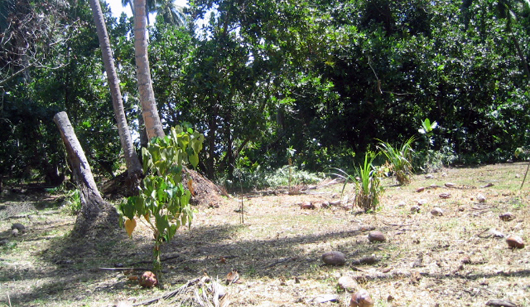 degraded land on north island, seychelles