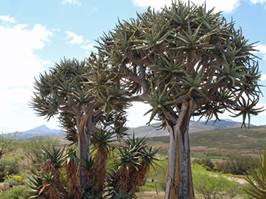 Quiver Trees in Namaqualand by Jane Knight