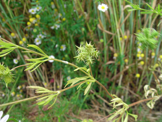 photograph of rare plant in field