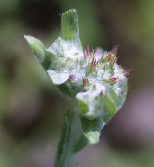 photo of red tipped cudweed