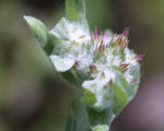 red tipped cudweed