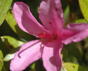close up of rhododendron flower
