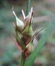 close up of flowers of starved wood-sedge
