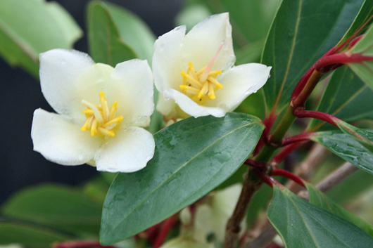 beautiful cream flower found in fiji