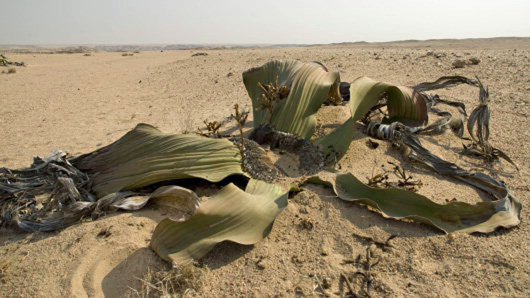 low plant with thick leaves growing in a barren desert