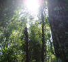 picture of sunlit rainforest
