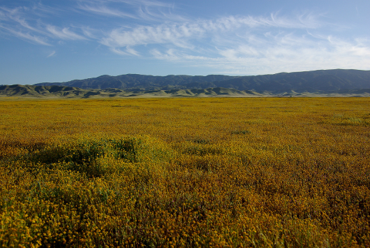 Californiawildflowers