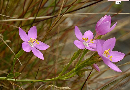 The pink flowers of Perennial Centaury 