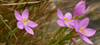 Perennial centaury flowers
