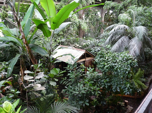 hut sitting in rainforest exhibit at chester zoo