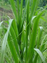 grass used in the making of tapyo