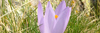 crocus flower