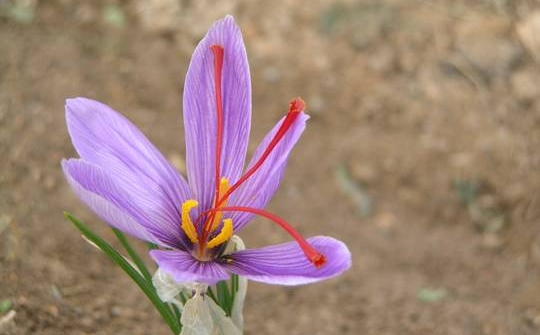 Saffron crocus showing the valuable red stigma