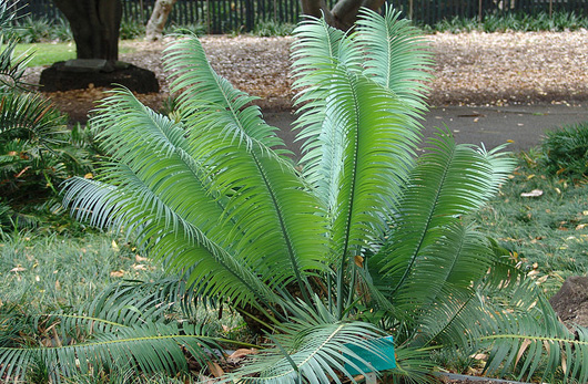 cycad plant growing in botanic garden 