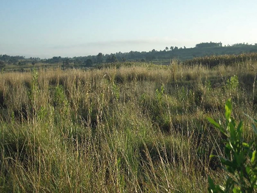 image of grasslands in kenya