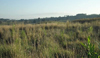 grasslands in kenya
