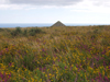 picture of yellow and purple heathland in cornwall