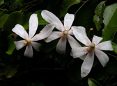 photo of toussaintia orientalis by quentin luke