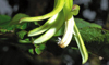 white flower of rare lobelia against dark background