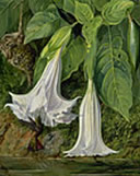 painting of large white flowers by marianne north