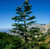 picture of rare pine and deep blue sky 
