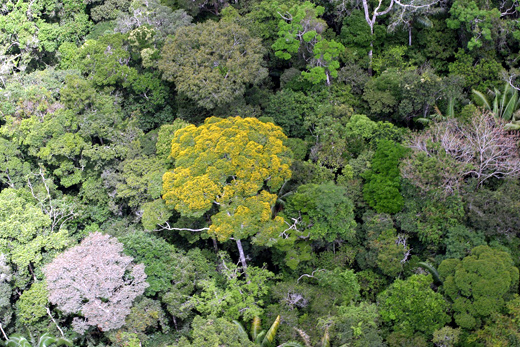 picture of dense rainforest with yellow flowering tree