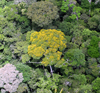 picture of dense rainforest
