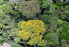 picture of dense rainforest