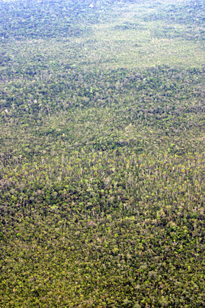 picture showing a vast forest of palms
