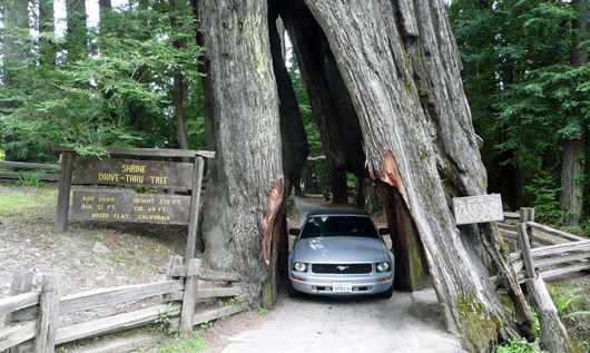 Redwood with a Mustang being driven through it by Charlie Webster